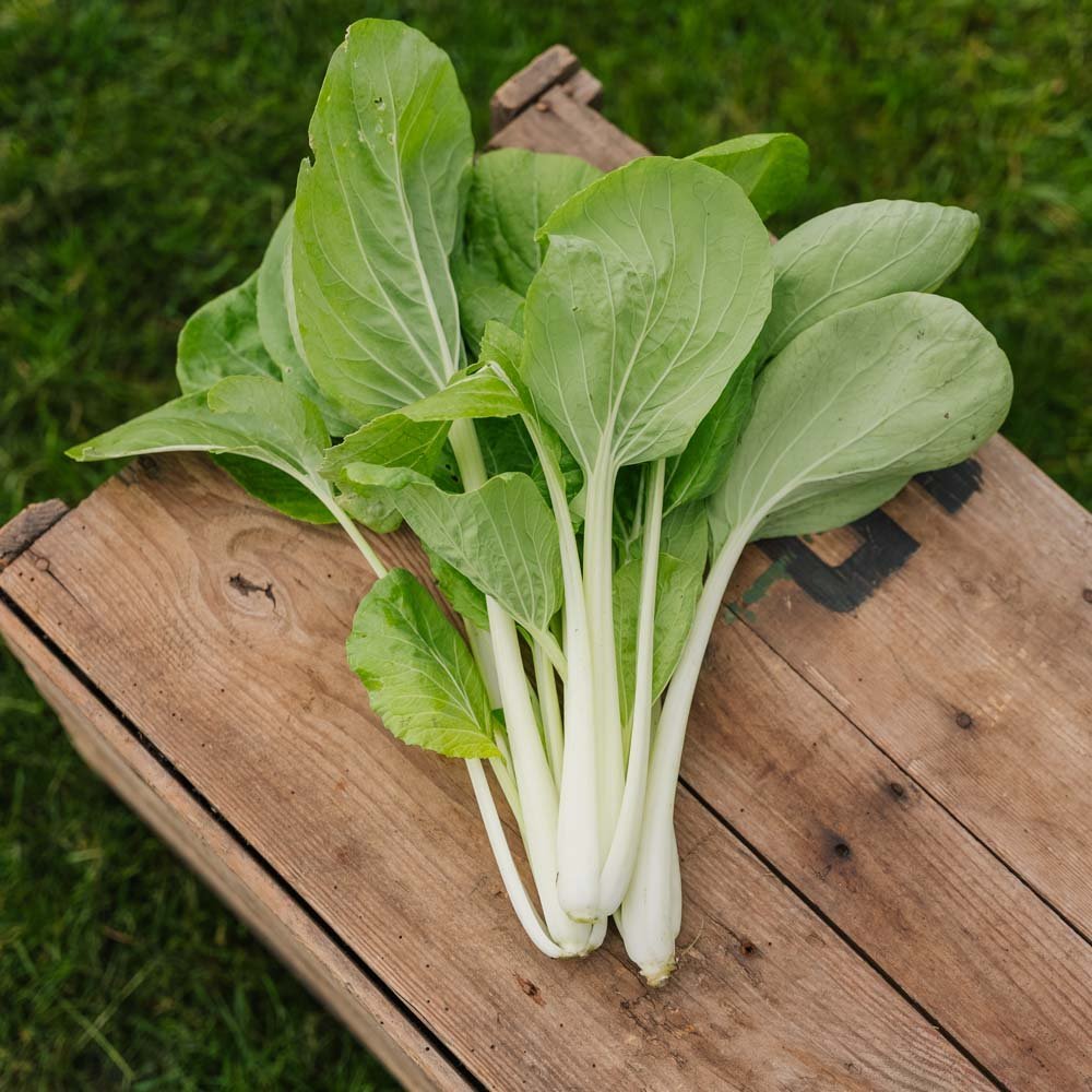 Nasiona pak choi 'Taisai' - 50 ekologicznych nasion