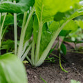 Nasiona pak choi 'Taisai' - 50 ekologicznych nasion