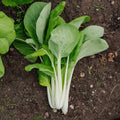 Nasiona pak choi 'Taisai' - 50 ekologicznych nasion