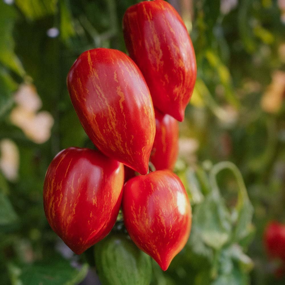 Nasiona pomidora 'Marmorossa' - 10 nasion ekologicznych