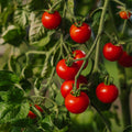 Nasiona pomidorów koktajlowych 'Zuckertraube' - 30 nasion ekologicznych