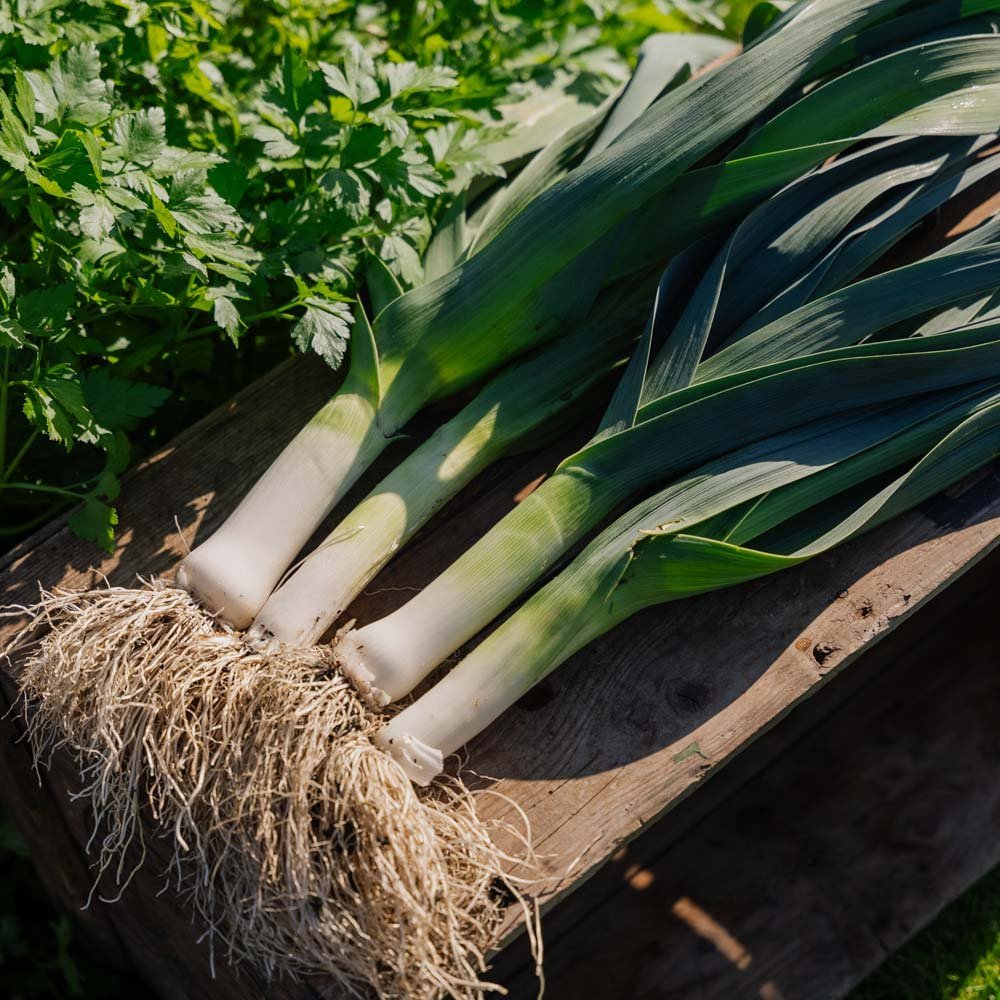 Nasiona pora 'Hannibal' - 100 nasion ekologicznych