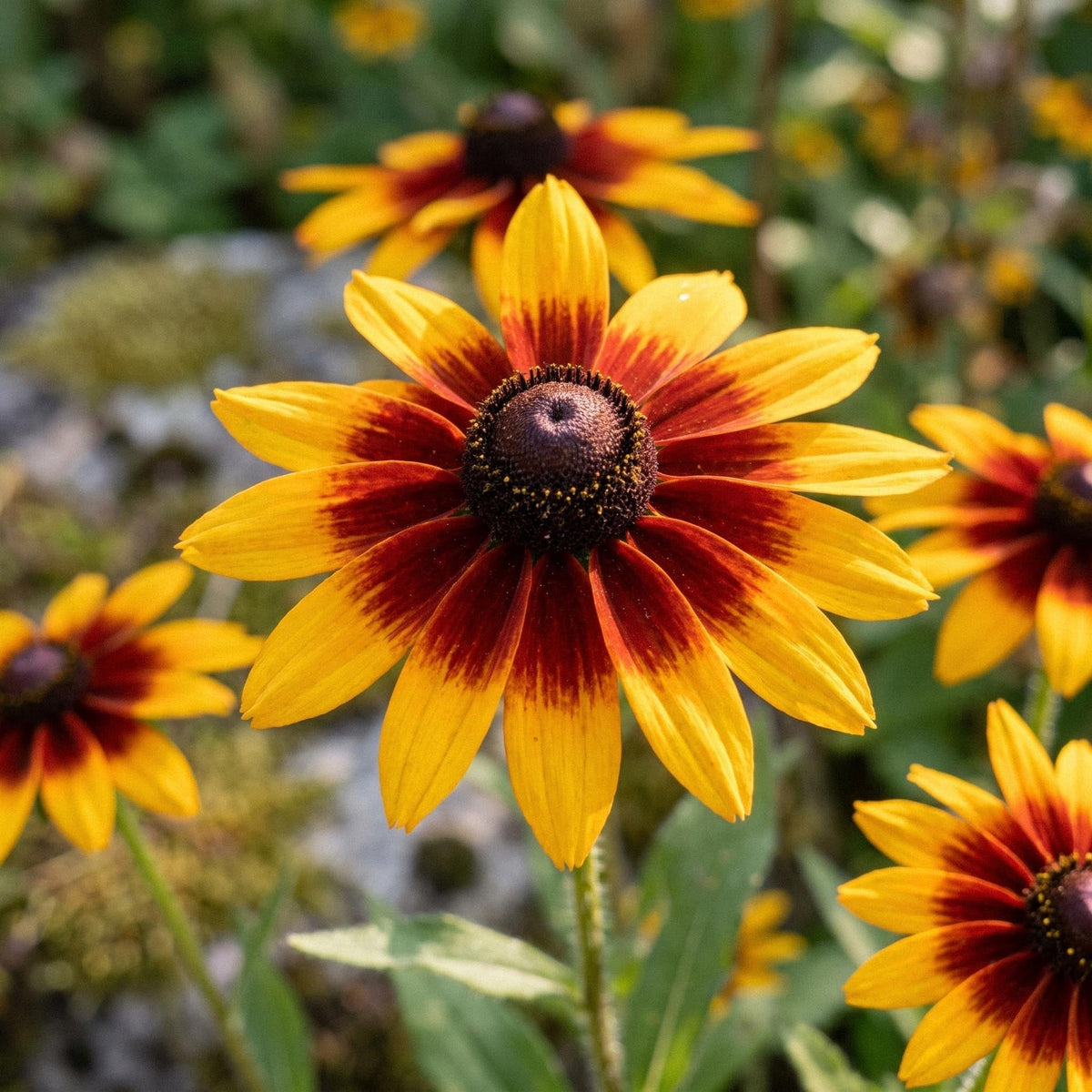 Nasiona rudbekii 'Herbstwald' - 100 ekologicznych nasion