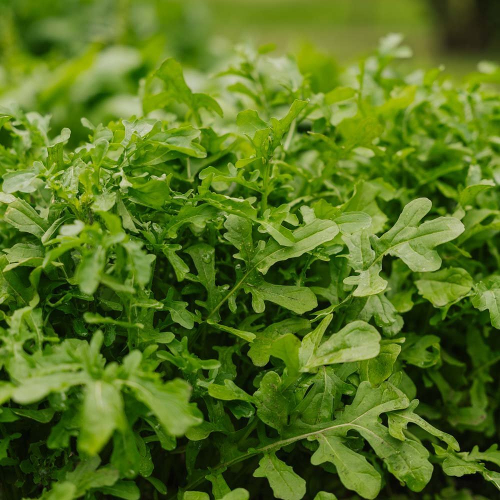 Nasiona rukoli 'Esmee' - 300 nasion ekologicznych