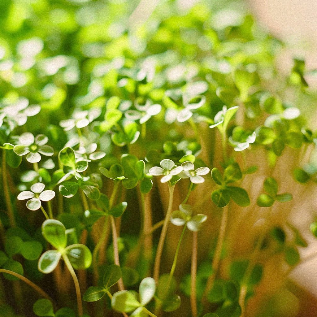 Nasiona rzeżuchy ogrodowej 'Cressida' - 150 nasion ekologicznych