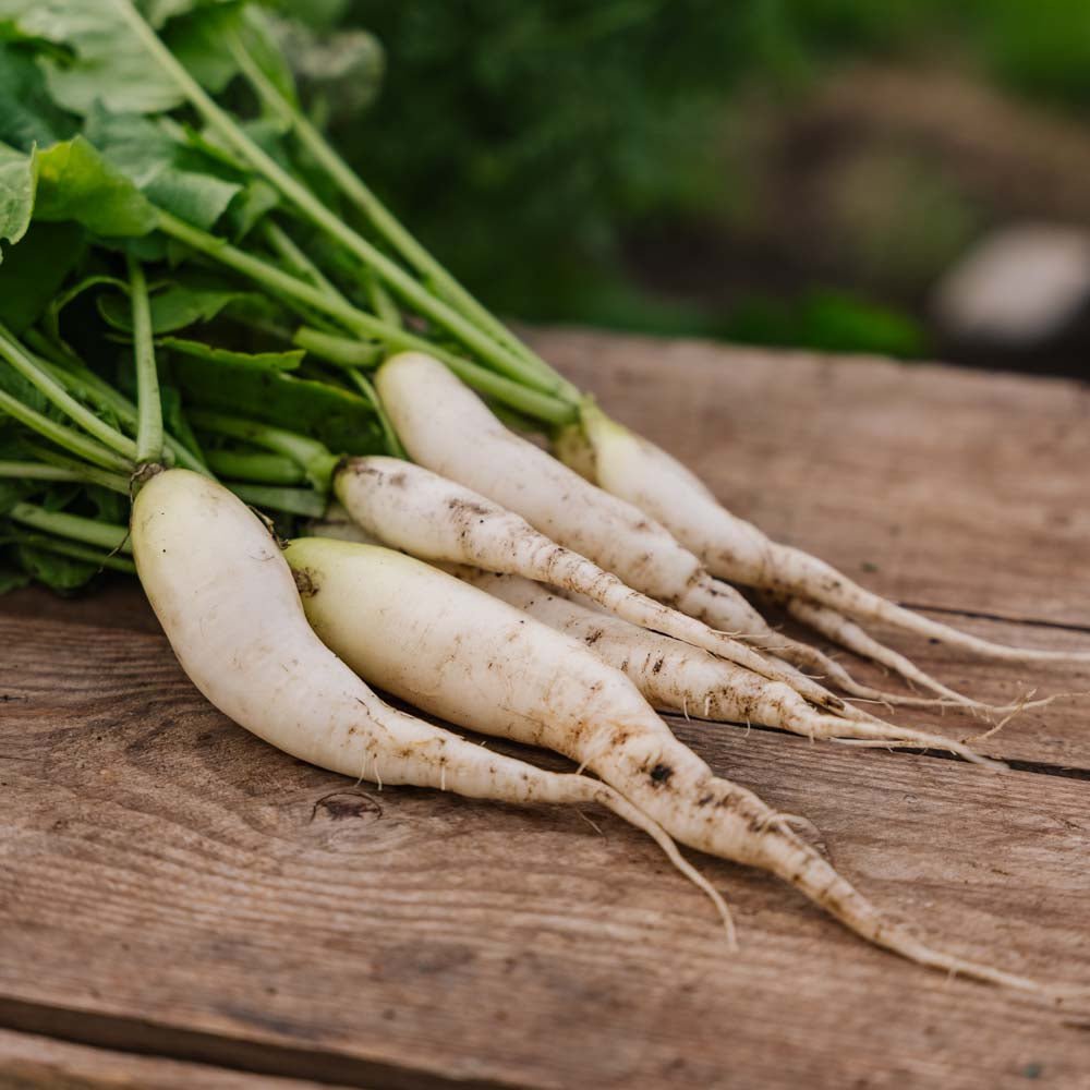 Nasiona rzodkiewki 'White Icicle' - 50 nasion ekologicznych