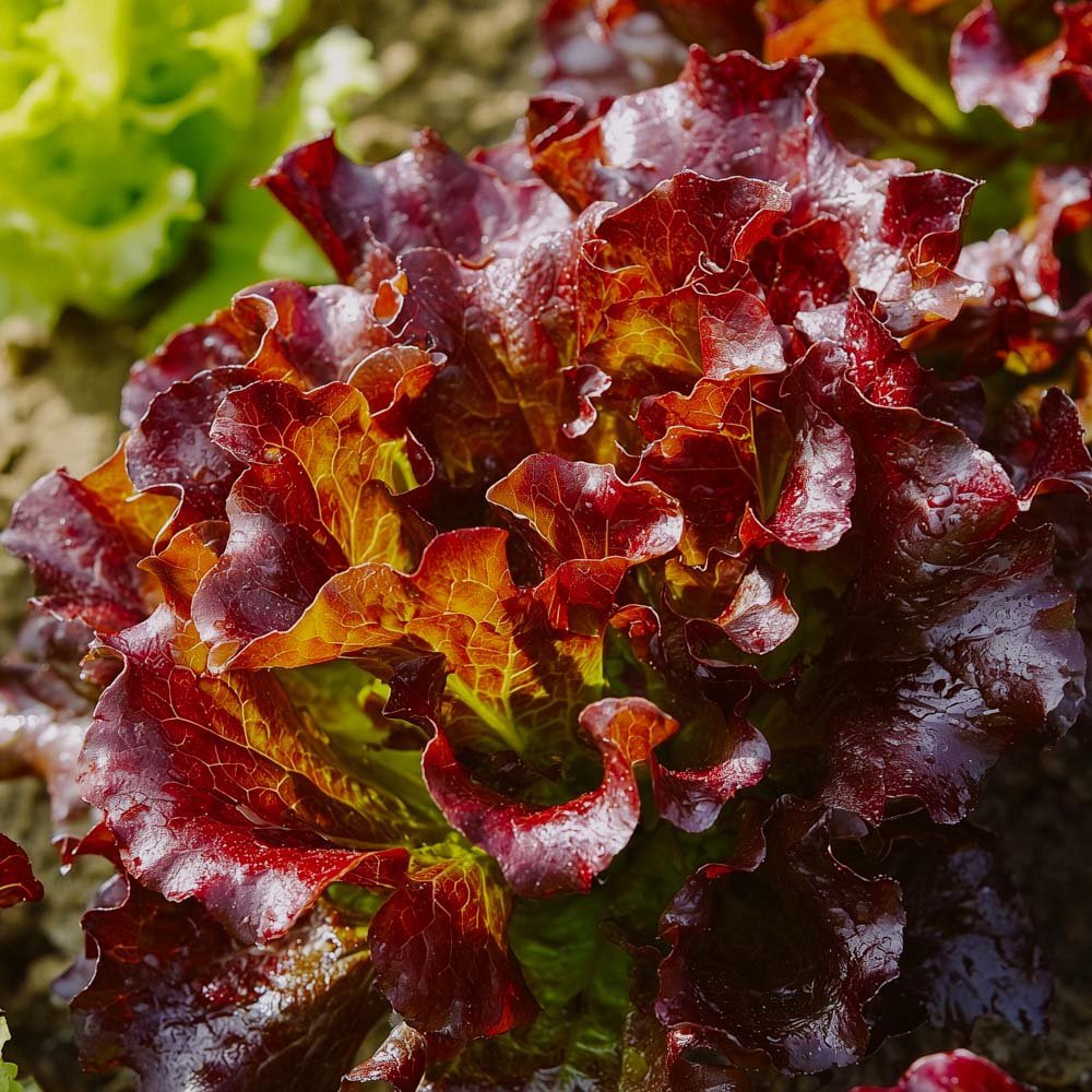Nasiona sałaty liściowej 'Red Salad Bowl' - 200 nasion ekologicznych