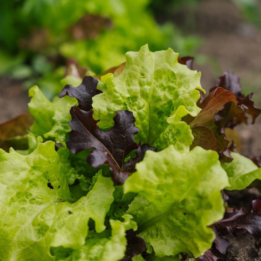 Nasiona sałaty 'Mesclun' - 140 nasion ekologicznych