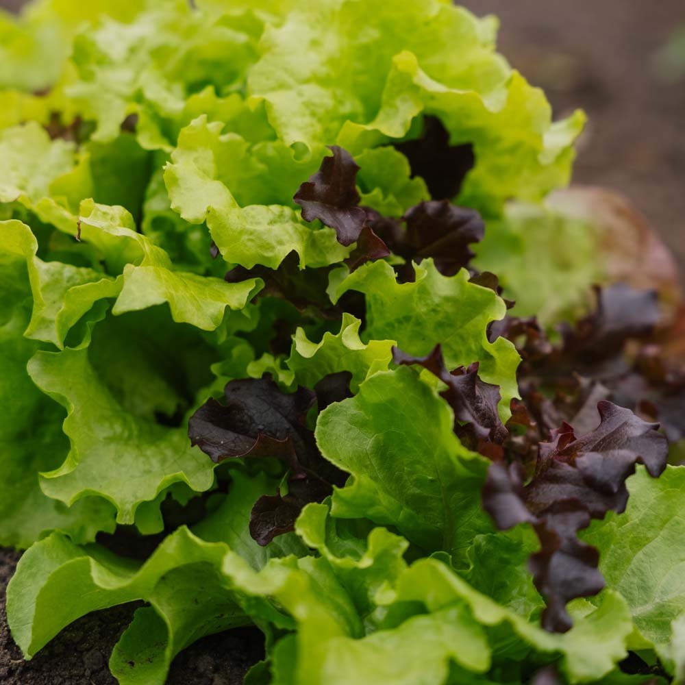 Nasiona sałaty 'Mesclun' - 140 nasion ekologicznych