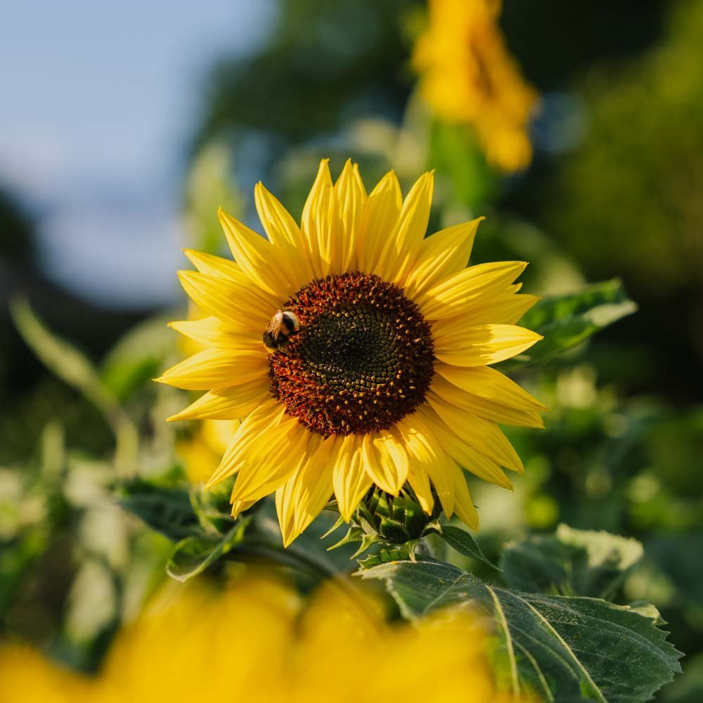 Nasiona słonecznika 'Medium Flowered' - 20 nasion ekologicznych