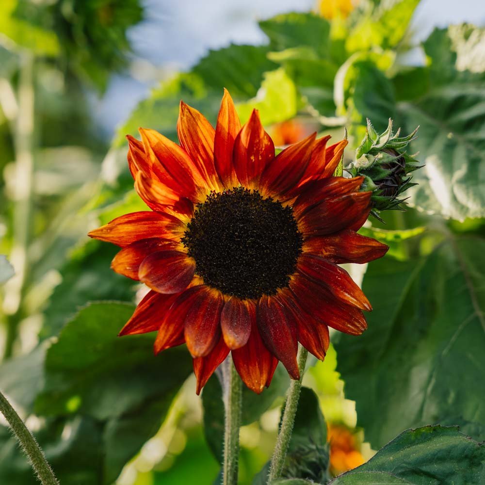 Nasiona słonecznika 'Velvet Queen' - 10 nasion ekologicznych