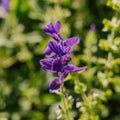 Nasiona szałwii 'Purple' - 50 nasion ekologicznych