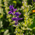 Nasiona szałwii 'Purple' - 50 nasion ekologicznych