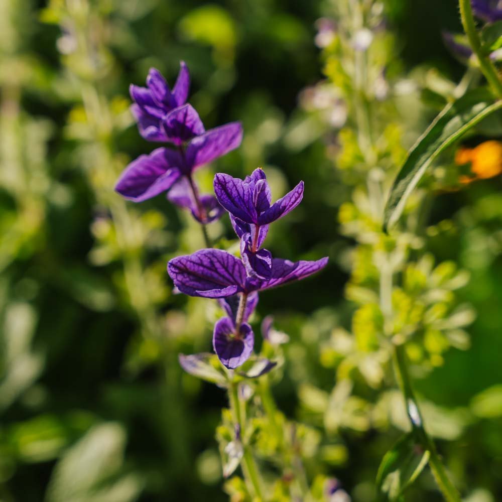 Nasiona szałwii 'Purple' - 50 nasion ekologicznych