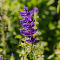 Nasiona szałwii 'Purple' - 50 nasion ekologicznych