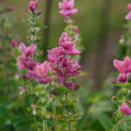 Nasiona szałwii zielonej 'Pink' - 100 nasion ekologicznych