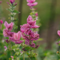 Nasiona szałwii zielonej 'Pink' - 100 nasion ekologicznych