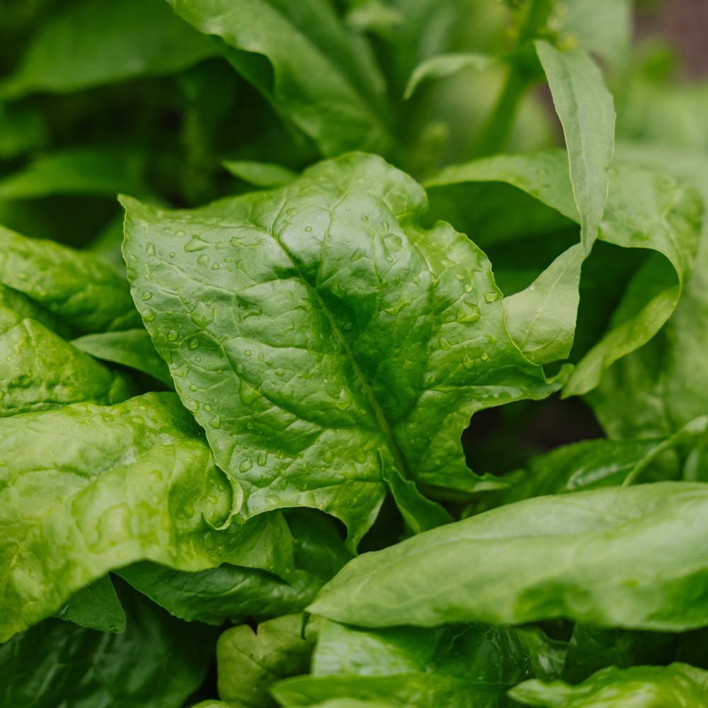 Nasiona szpinaku 'Early Giant Leaf' - 125 nasion ekologicznych
