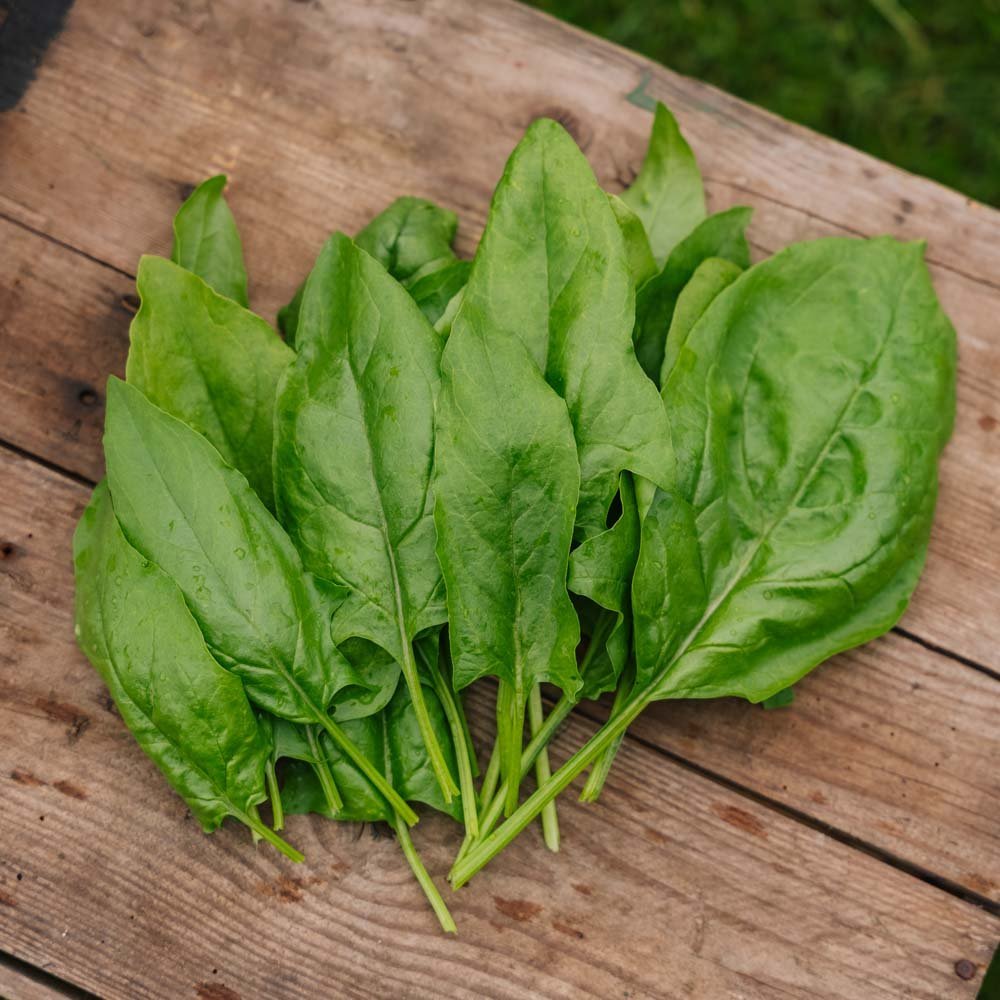 Nasiona szpinaku 'Early Giant Leaf' - 125 nasion ekologicznych