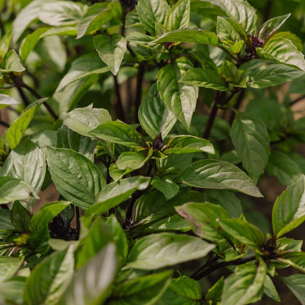 Nasiona tajskiej bazylii - 50 nasion ekologicznych