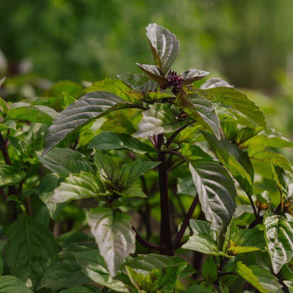 Nasiona tajskiej bazylii - 50 nasion ekologicznych