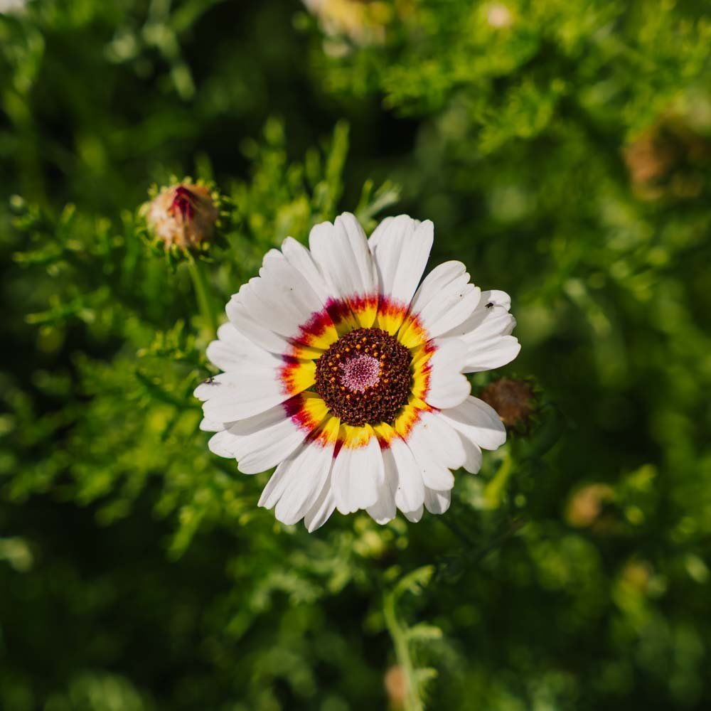 Nasiona złocienia 'Mix' - 250 nasion ekologicznych