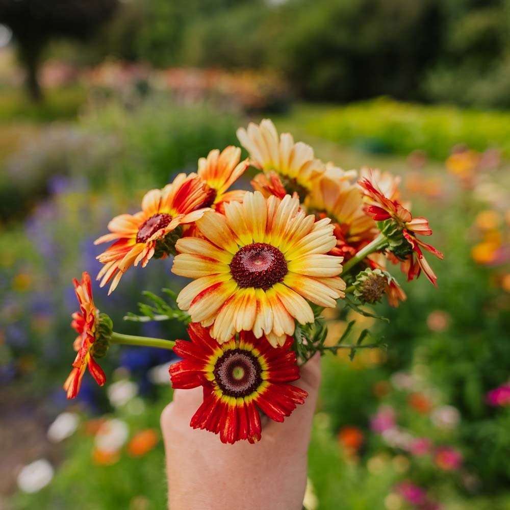 Nasiona złocienia 'Mix' - 250 nasion ekologicznych