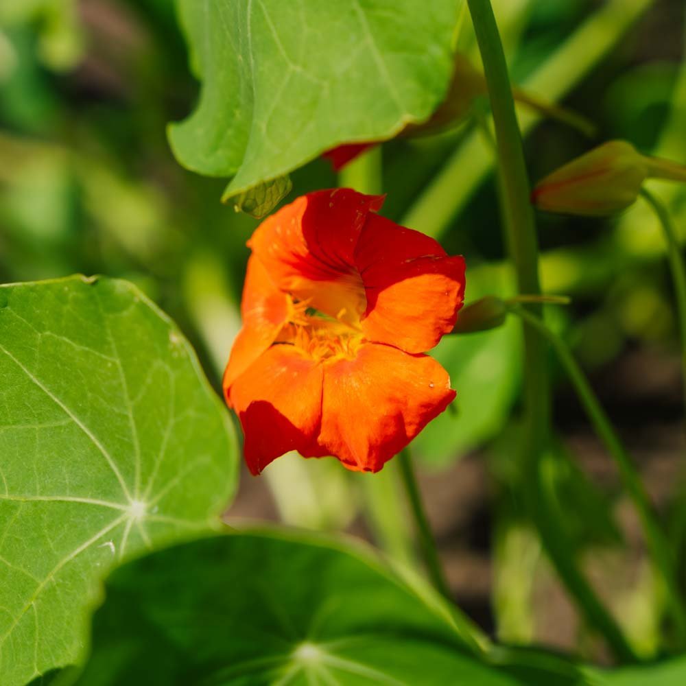 Nasturcja 'Tropaeolum majus' - 8 nasion ekologicznych