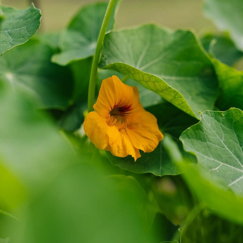 Nasturcja 'Tropaeolum majus' - 8 nasion ekologicznych