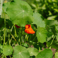Nasturcja 'Tropaeolum majus' - 8 nasion ekologicznych