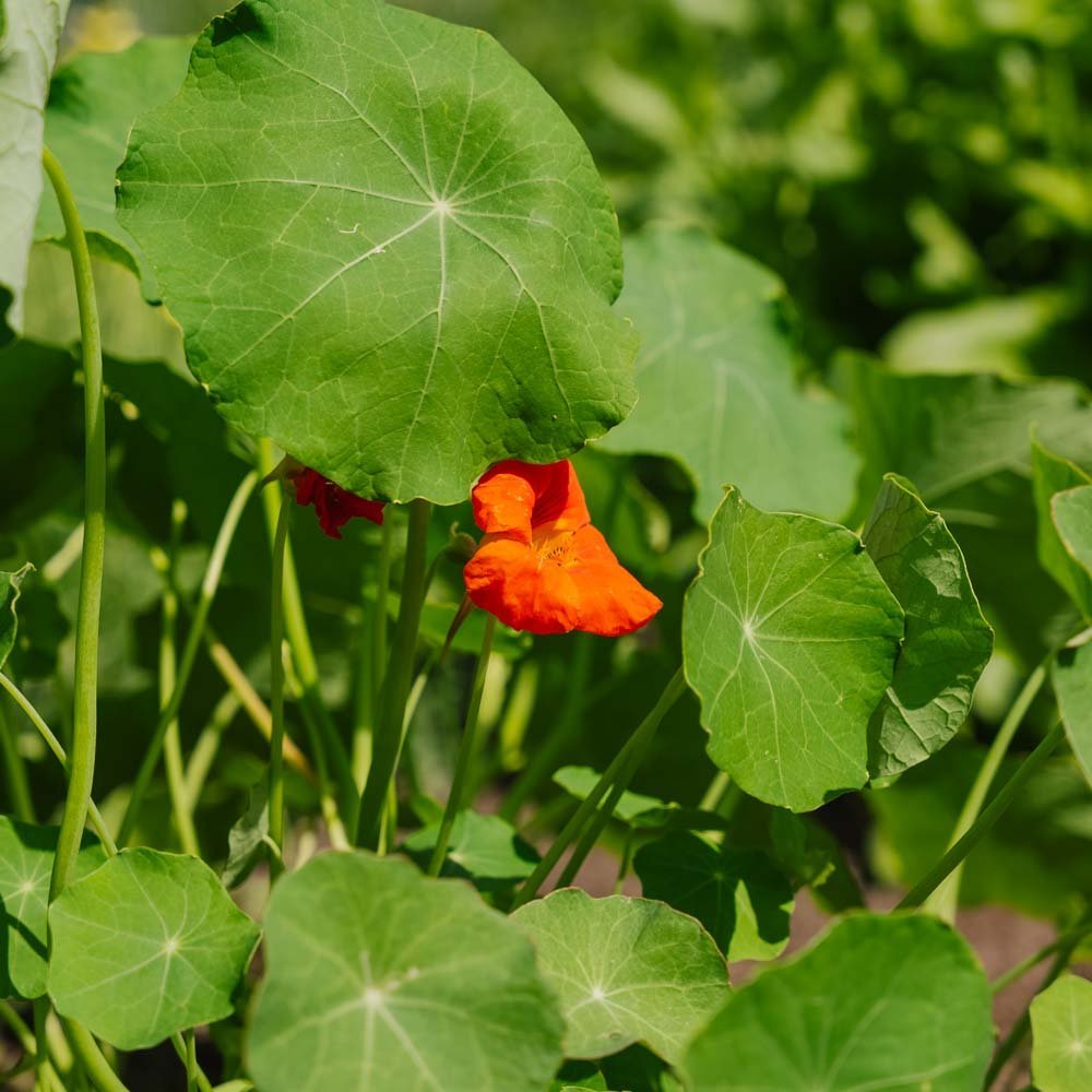 Nasturcja 'Tropaeolum majus' - 8 nasion ekologicznych