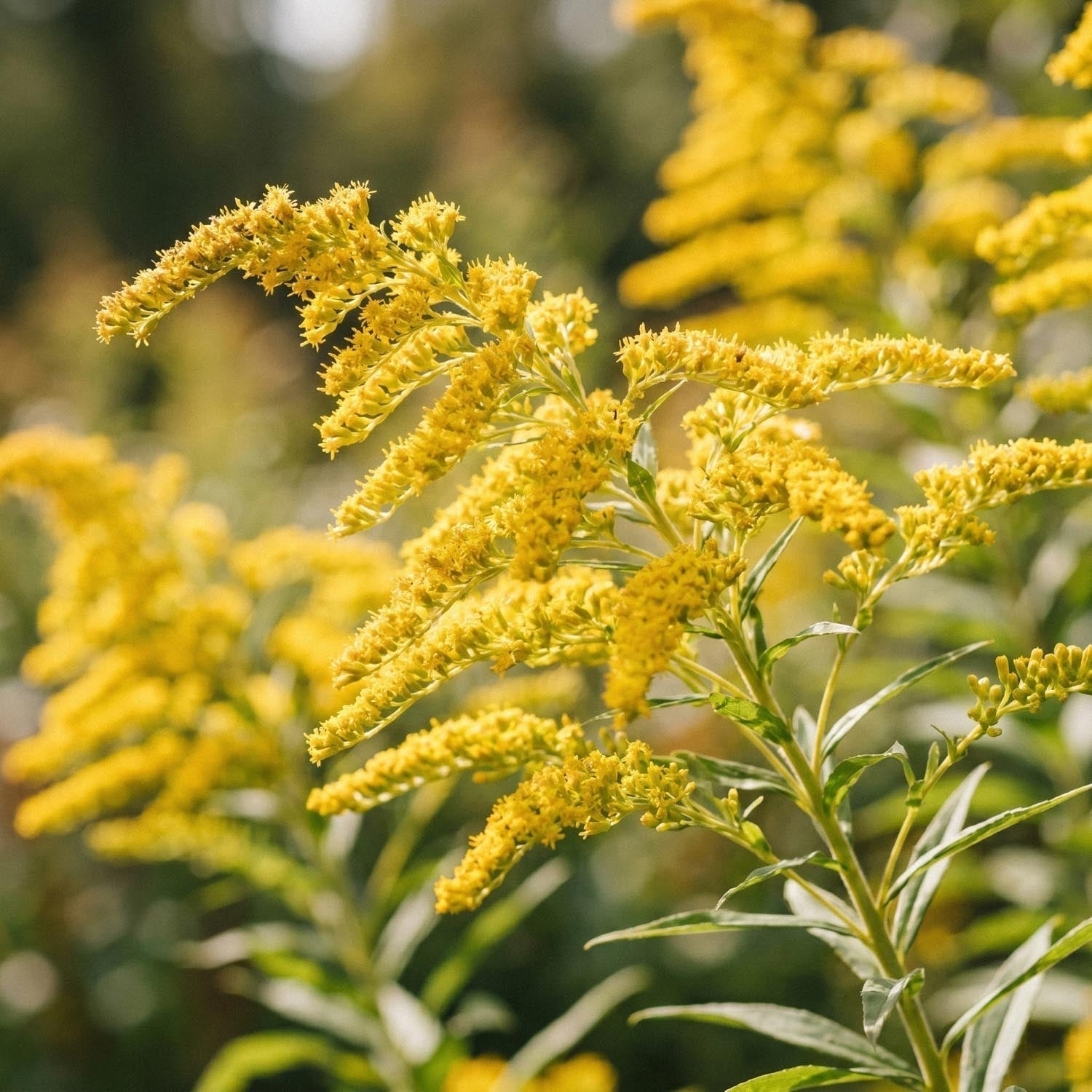 Nawłoć, Solidago 'Citronella'