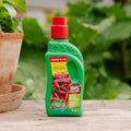 Nawóz do chili 500 ml