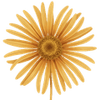 Języczka goły korzeń / Ligularia