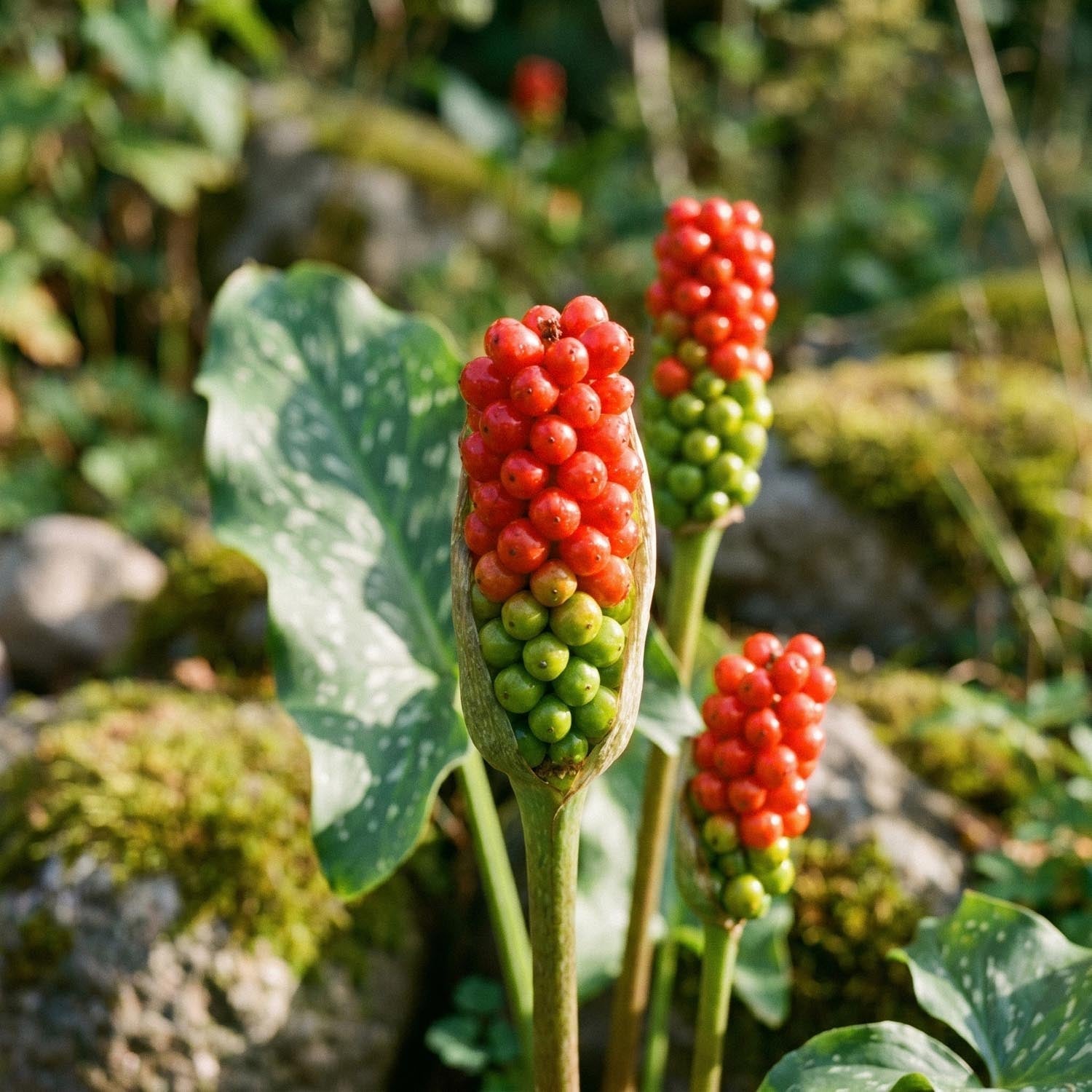 Obrazki, Arum 'Italicum'