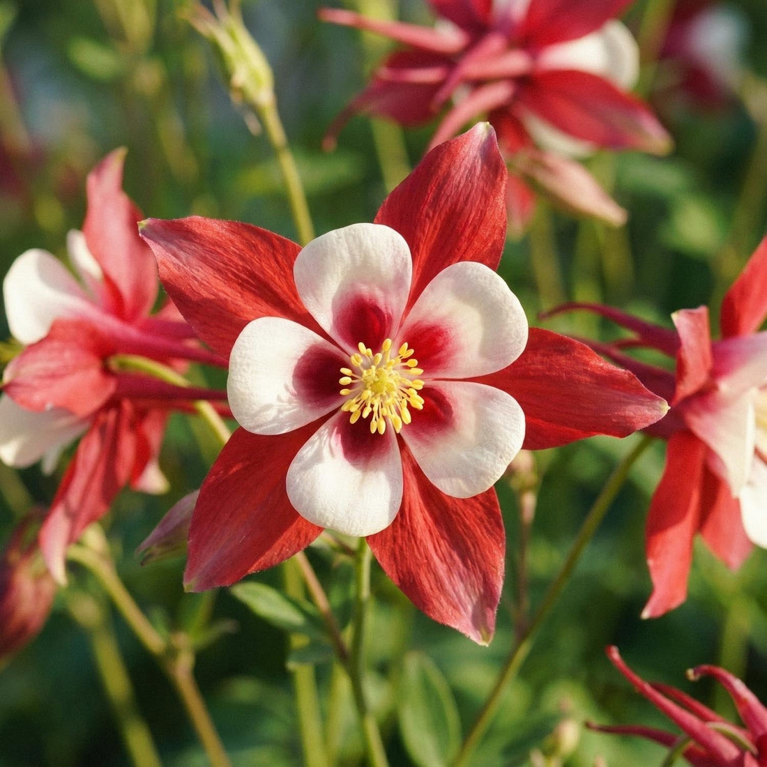 Orlik, Aquilegia 'Crimson Star'