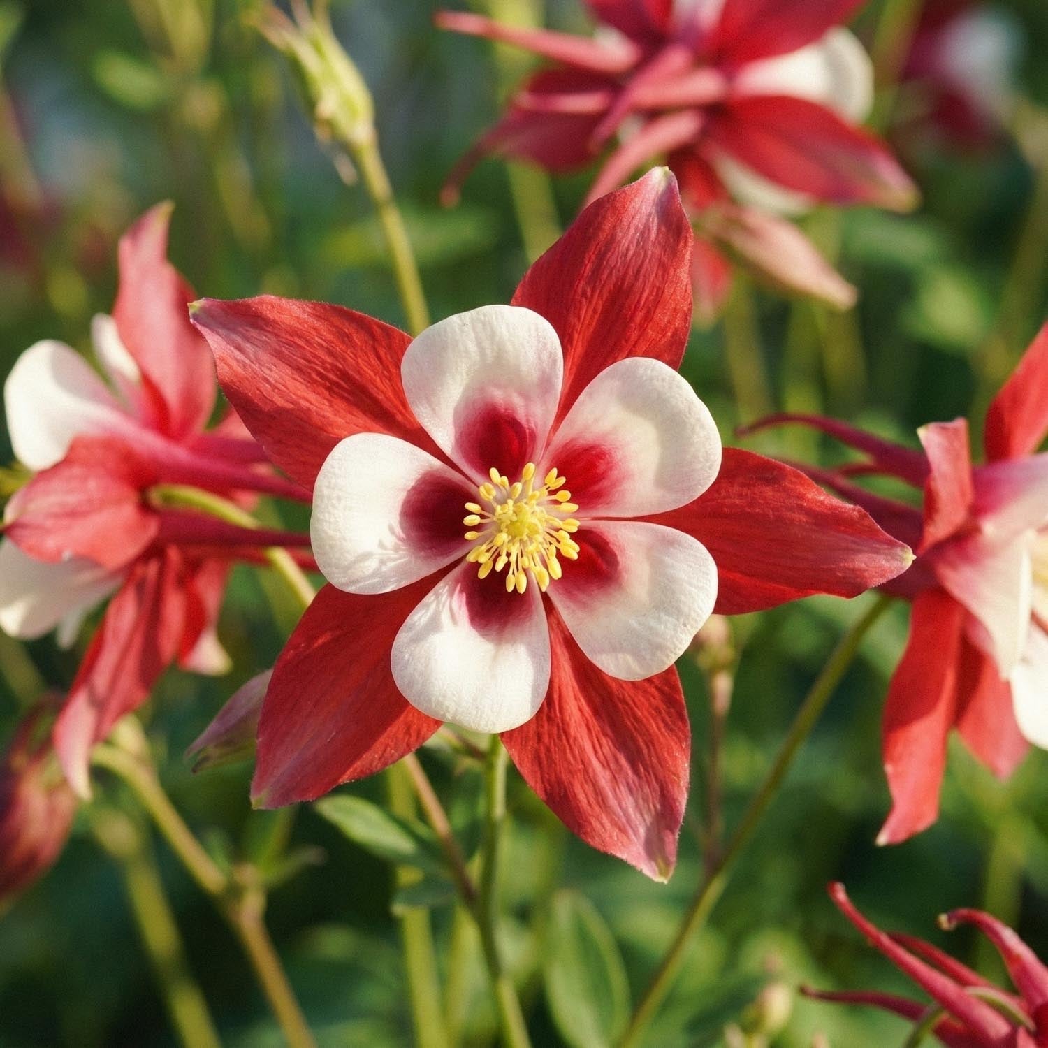 Orlik, Aquilegia 'Crimson Star'