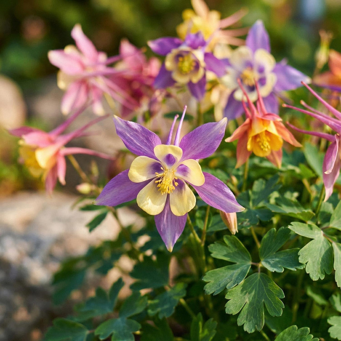 Orlik, Aquilegia 'McKana Hybrids'