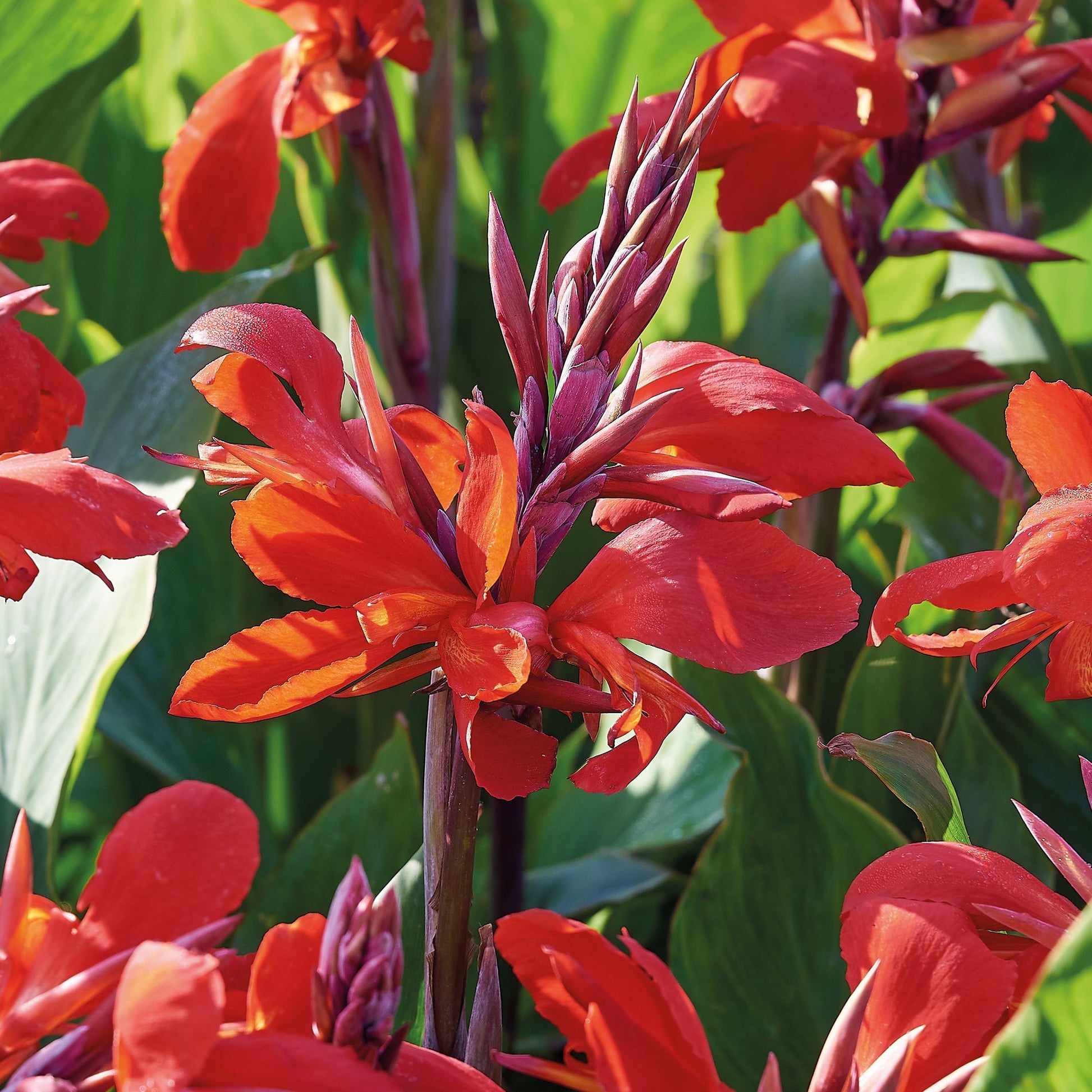 Paciorecznik 'Red King Humbert'