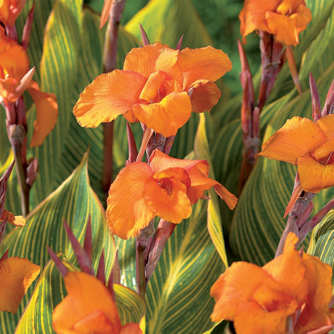 Paciorecznik ‘Striata‘