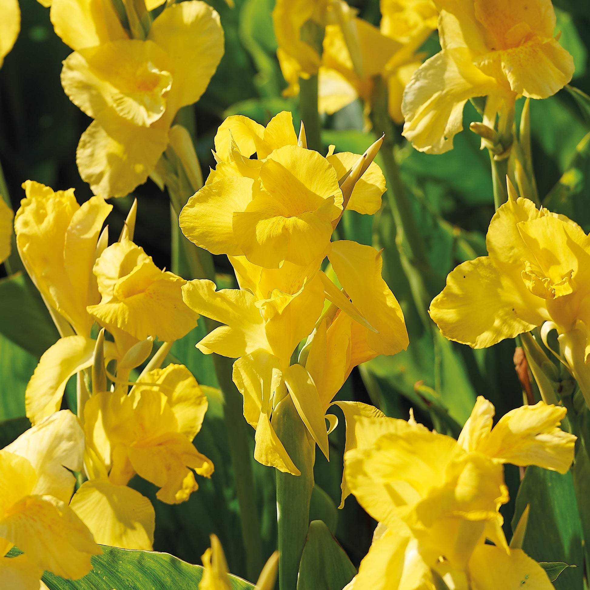 Paciorecznik ‘Yellow Futurity’