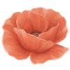 Mak goły korzeń / Papaver