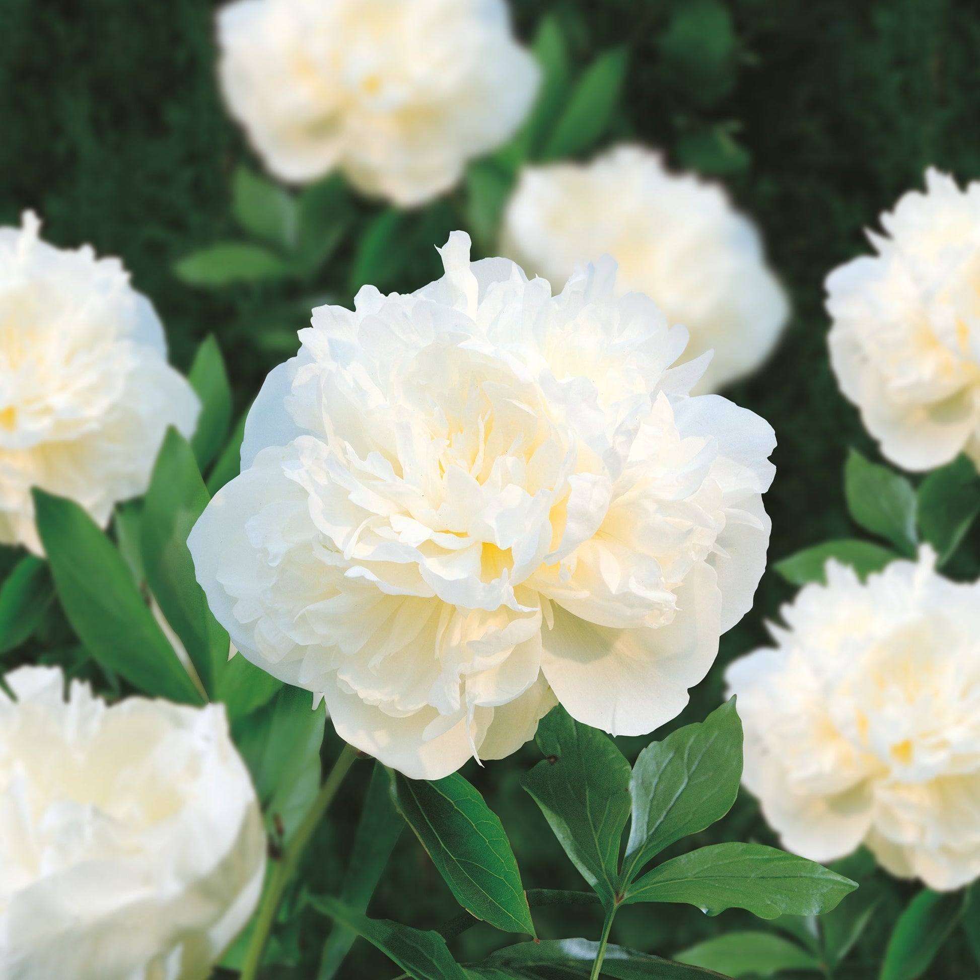 Piwonia 'Duchesse de Nemours'