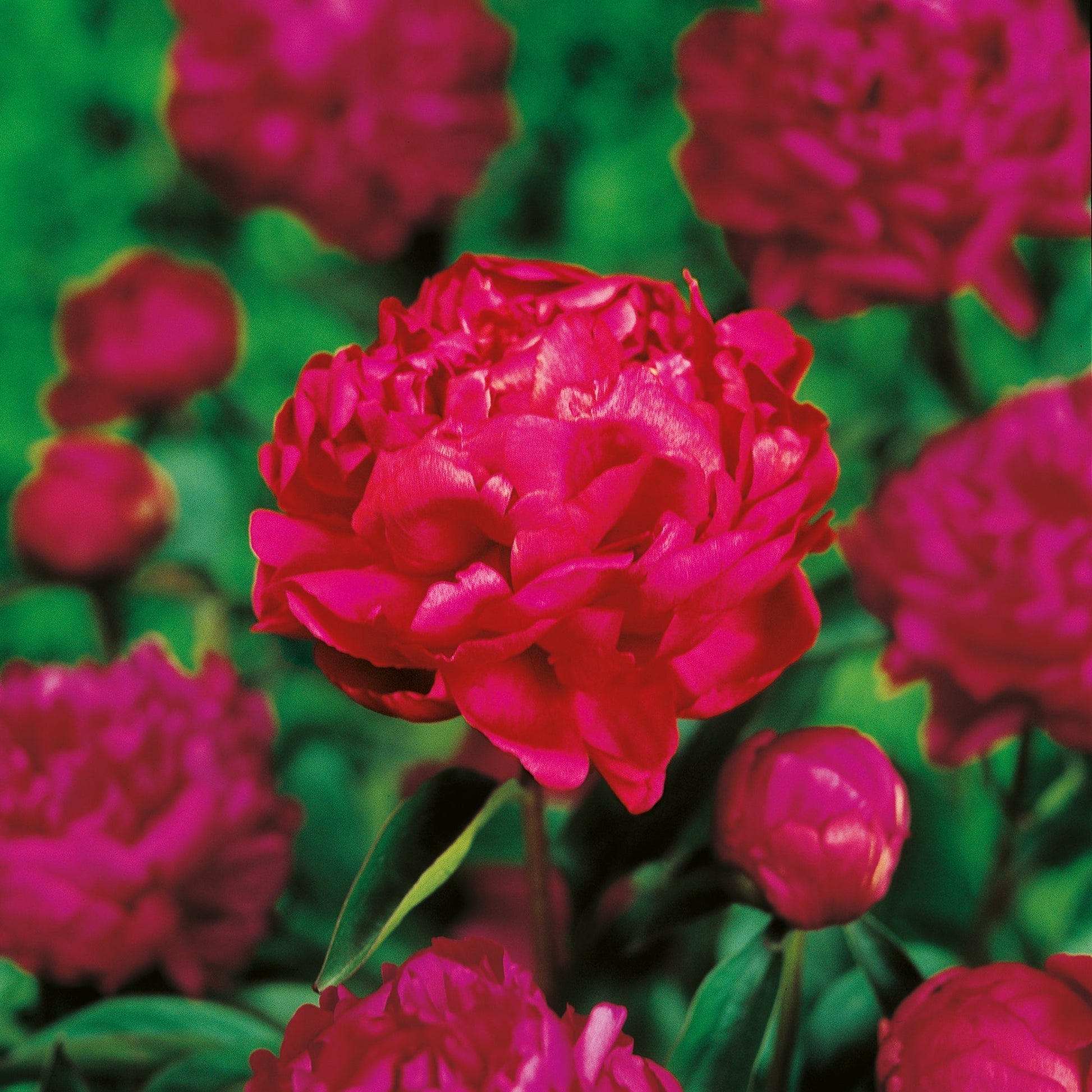 Piwonia 'Felix Crousse'