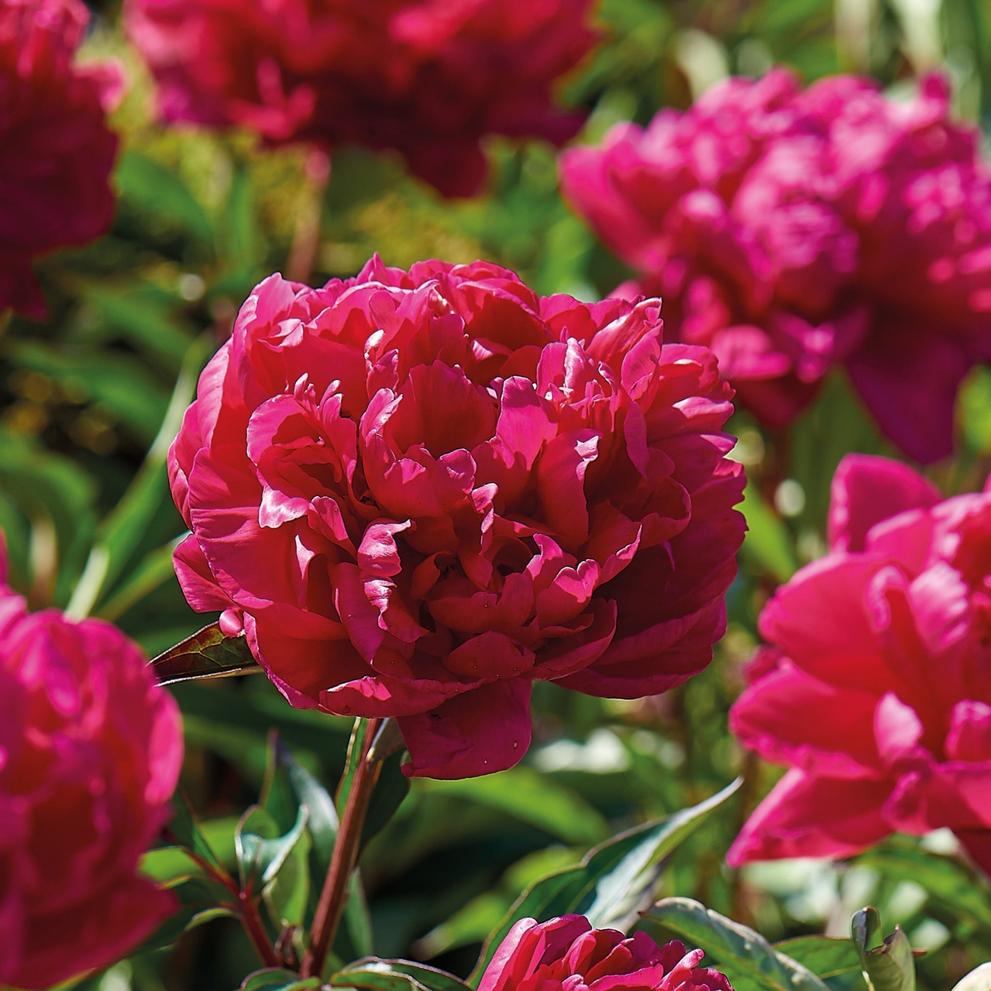 Piwonia 'Karl Rosenfield'