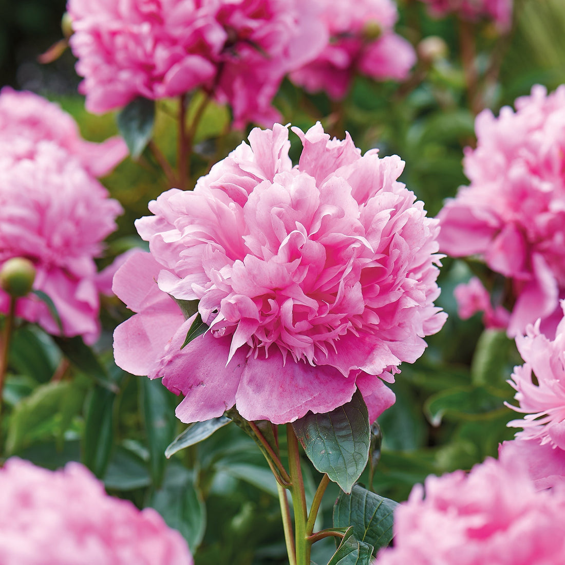 Piwonia 'Monsieur Jules Elié'