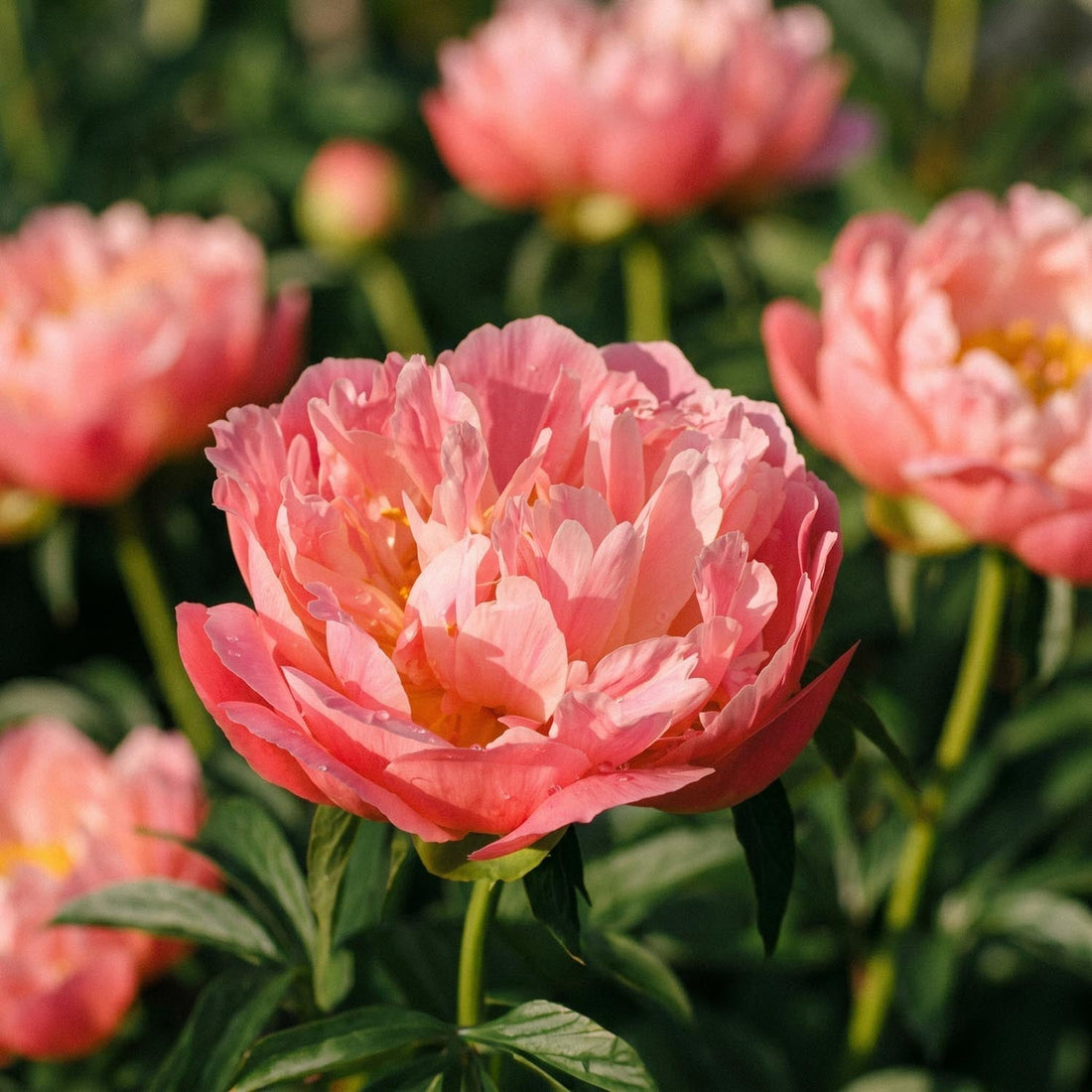 Piwonia, Paeonia 'Coral Charm'