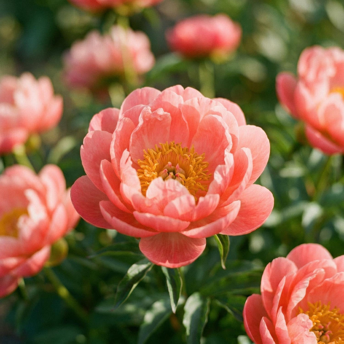 Piwonia, Paeonia 'Coral Sunset'