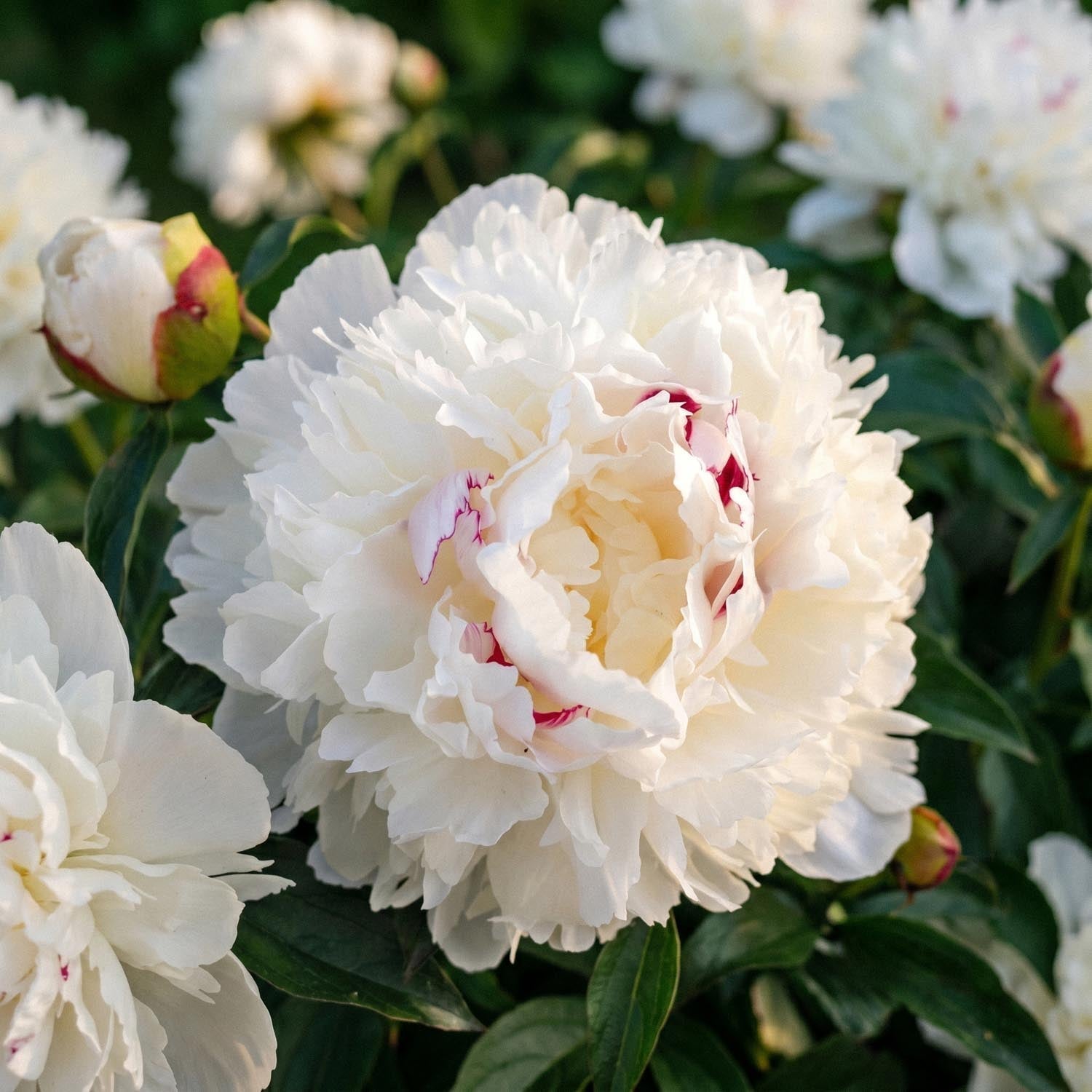 Piwonia, Paeonia 'Festiva Maxima'