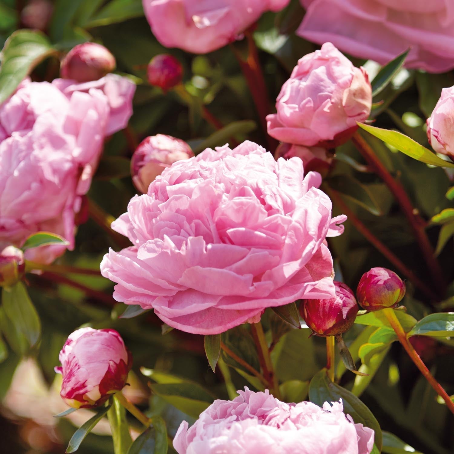Piwonia, Paeonia 'Sarah Bernhardt'
